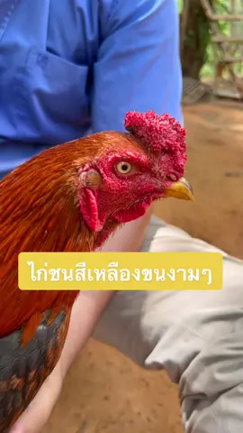 เหลืองนี้ขนงามจริงแววมาก #ค่ายไก่กาญจน์นัส #สนใจสั่งซื้อกดลิ้งหน้าโปรไฟล์tiktok #ไก่ชนบ้านๆ🐓🐓😍 #บุพเพinKAKAO