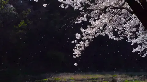 Cherry blossom rain in the afternoon #sakurarain #sakura #wallpaper #hdwallpapers @doujiaxzs