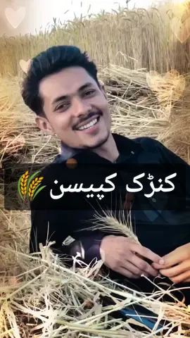 آ موسم گئے وت کنڑکاں دا 🌾#amjadtabassum #myownvoice #aakhis #saraiki #joiya