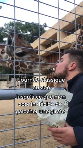Une journée classique au zoo #zoo #pourtoi #animaux #galoche #girafe