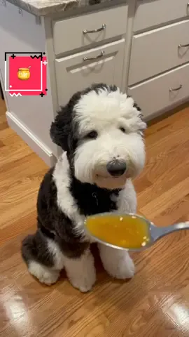 A spoonful of honey a day, keeps the kennel cough away! Lip smakin’ good too! #manukahoney #sheepadoodle #treatswithcharlie