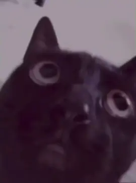 Cringe #cringe #meme #memes #cringy #cat #cats #blackcat #blackcats #fyp #foryou #foryoupage