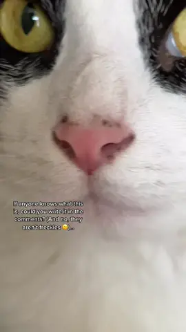 Does anyone know? I’ve asked his vets, nobody has an answer… #whatisit #catproblems #catsoftiktok #whatisthis #help