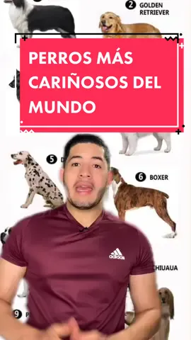 ESTOS SON LOS PERROS MÁS CARIÑOSOS DEL MUNDO #perros #mas #cariñososiempre #delmundo