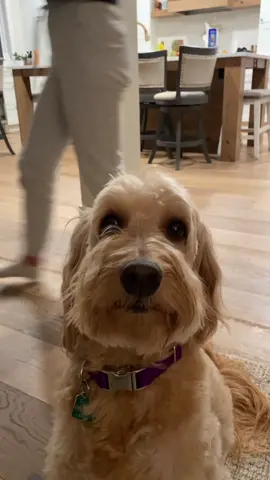 stay away from teddy #beans #greenscreen #fyp