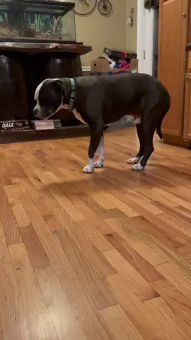 Back story on Bruce… he has a history of having bilateral TPLO surgerys (plates in both his knees). Sadly this past week he began limping on his front right limb… We are hoping it’s bad arthritis. Thankfully with meds on board he is starting to act a little more himself. #Bruce #pitbull #TPLOsurgery #arthritis #dogsofttiktok #dogfamous #foryoupage #adogsjourney