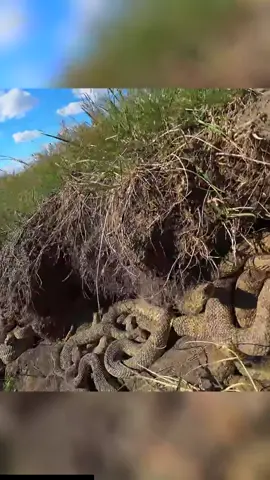 La Isla Más Mortífera Del Mundo, La Isla De Las Serpientes 😳😮-----#isla #isladelasserpientes #brasil #curiosidades #españa🇪🇸 #mexico🇲🇽 #tiktok #parati #fyp #ilhadaqueimadagrande #serpiente #serpientes #travel