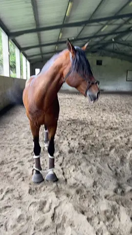 This noise 😅 and his wild hair 🤪 #horsenoise #horsetrend #horsesoftiktok #equestrian #horse #happyhorse #lovemyhorse #fyp #foryoupage #fy #equestriangirl #trend #viral