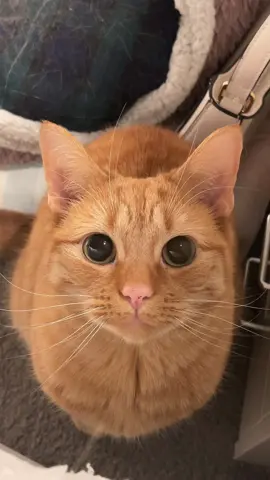 The little wink 🥺 #catsoftiktok #foru #fyp #cat #cute