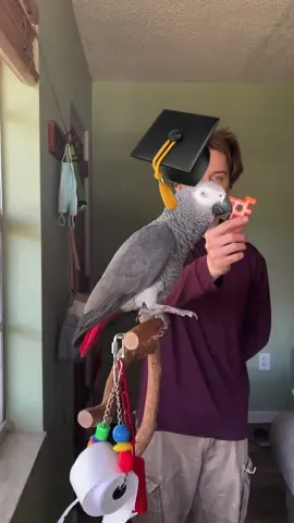 Apollo is learning verbal color identification #talkingparrot #parrotsoftiktok #smart #smartanimals #talkingbird #colors #red #orange #purple #birdsoftiktok #parrot #birds #birb #learning #learningcolors