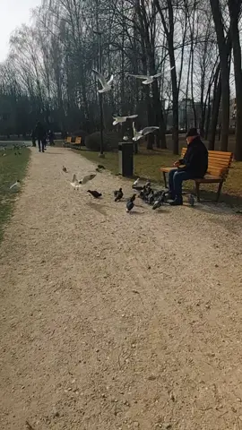 Happines in the small things. Just an old gentelman feeding birds in the park🧓🐦 #oldman #birds #park #happiness #smallthings #lithuania #kaunas #feeding #gentelman