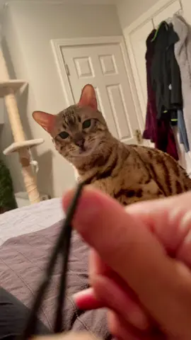 Sorry for the kettle laugh didn’t expect her to hit like that 😆 #cats #catsoftiktok #bengalcat #pets #catsplayfetch