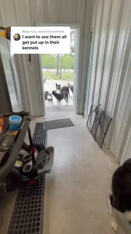 Reply to @b_morino #cratetrained #bordercollies #dogsofttiktok #bordercollie #DogTraining #fyp #foryoupage #fypシ