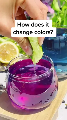 color changing tea 4ever 🌀 #colorchanging #satisfying #satisfyingdrink #colorchange #butterflypeaflowertea #butterflypeatea