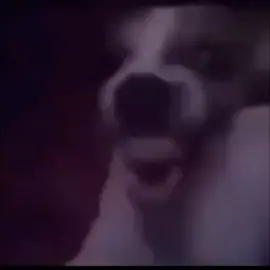 Balas @mugiwara_no_luffy0_  nih mentahannya kalo masalah sound pake video pertama gw aja yg ajig ketawa ke 1 #btsanjing #RamadanKembaliKuat #meme