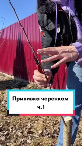 Прививка черенком «в расщеп» часть 1. #прививка #прививкаплодовых #прививкарастений