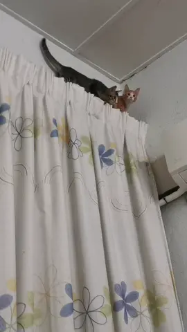 Ni kucing ke tupai? 😭😭💀 Lepas tu sendiri kena panjat sebab si oyen tu tertakut dan enggan turun #oyen #kucing