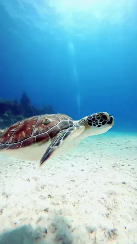 Reposted for anyone that would like to save baby Squirt as a wallpaper 🥰🧜🏻‍♀️ #Seaturtle #Caribbean