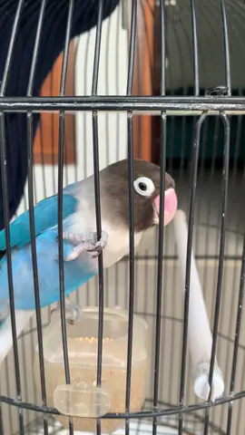 Infoo kelas kenari maszehh #kicaumania #lovebirdisian #lovebirdngekek #lovebirdmania