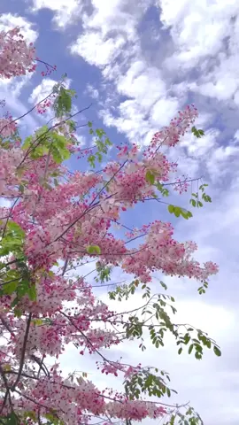 ต้นกัลปพฤกษ์ ดอกสวยมาก feeling so good อ่ะ #flower #sakura #tree #thailandtiktok