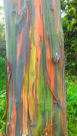 🌈🌳 Rainbow Eucalyptus!! #eucalyptusdeglupta #rainforest #eucalyptus