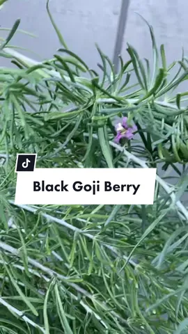 Black goji berry seeds are from @RareSeeds / Baker Creek Seeds 🖤🥰 #growyourownfood #gojiberry #garden #foodforest