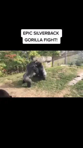 Karen be like: WHERE'S THE ZOOKEEPERS??? #zoo #gorilla #fight #silverback #fyp