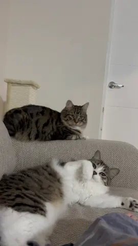 My babies are chilling on the couch 😘