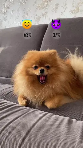 #fyp #foryou #emoji #emojis #emojidog #emojichallenge #emojidogchallenge #angelordemon #😇or😈 #lovedog #beautifuldog #funnyvideo #trend #viral #lifedog #challenge #cute #puppy #dogsofttiktok #dog #dogs #doglover