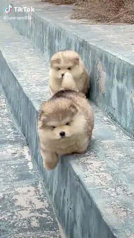 너무 귀여워 미쵸~#강아지#귀여운강아지 #강아지영상 #귀여운영상