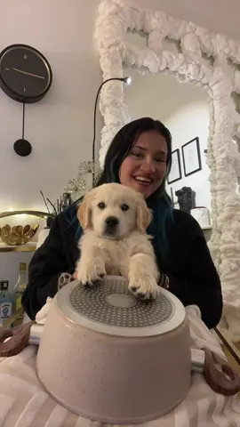 Lui aussi il voulait faire la trend 😂 #goldenretriever