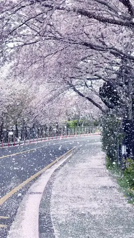 제주도날씨 미쳤다! 눈온다... 벚꽃눈!