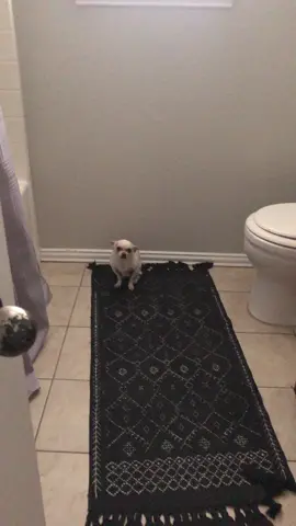 My dog peed on the floor and he looks like a gremlin when he’s scared