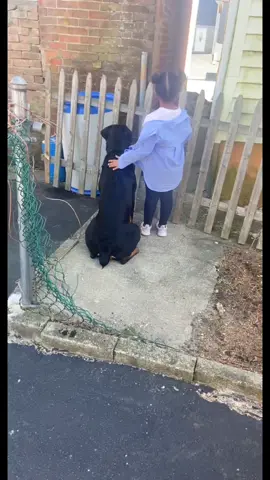 Im a good boy, do you think so too ? #EasyWithAdobeExpress #rottweiler #fyp #dogsofttiktok #dog #rottie