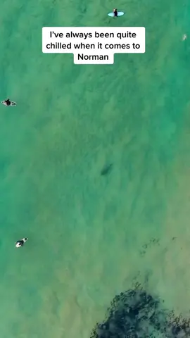 Norman the #greynurseshark #justcruising #fyp back in 2019 at #tamarama