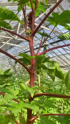 Castor bean plant. #doomsdayprepper #organic #futurism#santacruz #prepperlife #sfbayarea #fruits#tropicalfruit #permaculturehomestead #prepping #selfsufficient#homegrown #tropicalfruits #mothernaturerocks #wecandothis #regenerative #exoticfruit #rarefruits #foodsovereignty #vegetarian #homesteading #selfsufficiency #abundance #permaculture #gardening #resilience