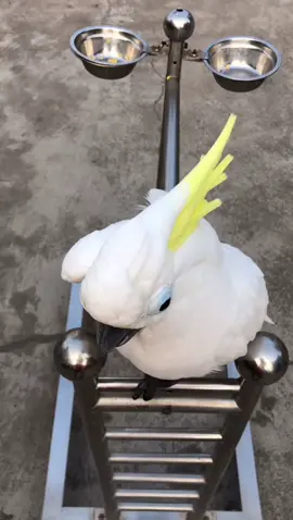 Ketawa aja nih burung hobinya #kakaktua #fyp #fypシ