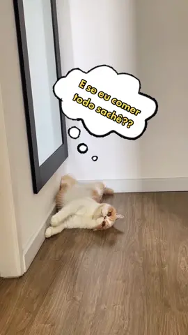 #exoticcat #trending #ib #fy #catsoftiktok #PetsOfTikTok #gatos #lovecats #viral