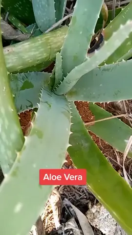 This alopecia remedy is a must.#hairloss #aloevera #alopecia #fyp