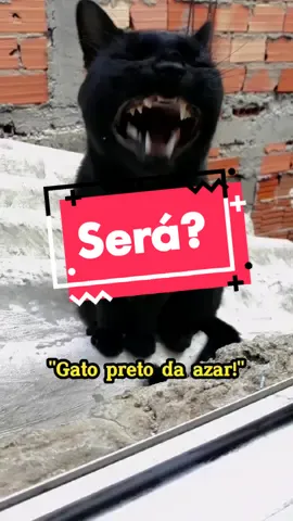 Gato preto dá azar? #gatopreto #gato #gatos #gatostiktok #animais #animalsoftiktok #catsoftiktok #cat #meme #humor #comedia #pet #animais_de_estimação #miau #risada #vaiprofycaramba #fy #viral #viralvibes #riso #gatosgraciosos #viralizame #viraliza