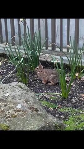 I keep seeing rabbits