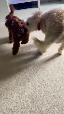 Puppy play #crazydogsoftiktok