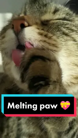 If I could melt your heart 💝😻💝 #catsoftiktok #cat #fyp #viral #Love #catslover #cutecat #funnycat #cats