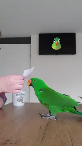 #viral #vogel #bird #huisdieren #fyp #kippekop #birdsoftiktok #foryou  #edelpapegaai #talkingbird #pratendevogel #peekaboo #kiekeboe #eclectus #parrot #foryou #famousbird #denotenshop #nootje #allesvoordeviews #allesvoordeshow