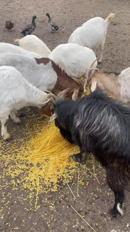 Goats eating spaghetti. #ryleeranch #kalanrylee #followme #foryou #foryoupage #fyp #alberta #animals #cuteanimals #funnyanimals #goat #goatsoftiktok #rescuefarm #spring #spaghetti #tiktok