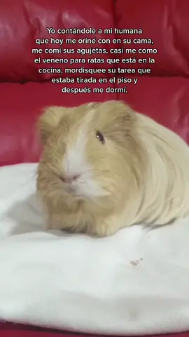 Ser un cui es muy estresante. 😪🐹 #cuyos #cobayas #mascotasgraciosas #cosasquepasan #comedia