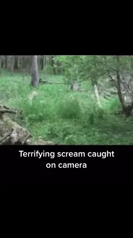 Weird sound caught in the woods. Skin walker? Whitiko? Sasquatch? Chewbacca? #Scary #horror #nativetiktok #windigo #Cree #sasquatch #Unknown #mystery