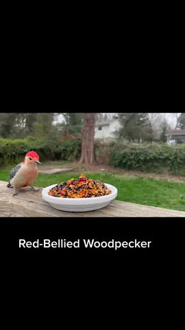 New perspective for you to see the traffic ❤️ and eek sorry about that background I need to do some yard work  😂 #birdnerd #fyp #foryourcat #birdwatching #birdcam #birdfeeder