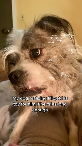 Who’s training who? #dogsofttiktok #smartdog #spoileddog #furbaby