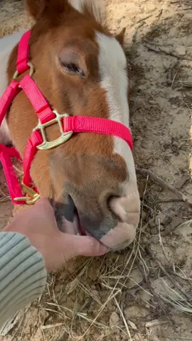Baby Breezy is growing so fast! #biggirlteeth #foalsoftiktok #apha #5weeksold #fypシ